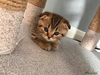 Scottish Fold cats Scottish fold/straight kittens - Advert 5