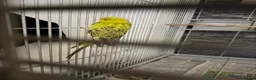 Budgerigars birds for sale: Mixed budgies in Stoke-on-Trent - Advert 2
