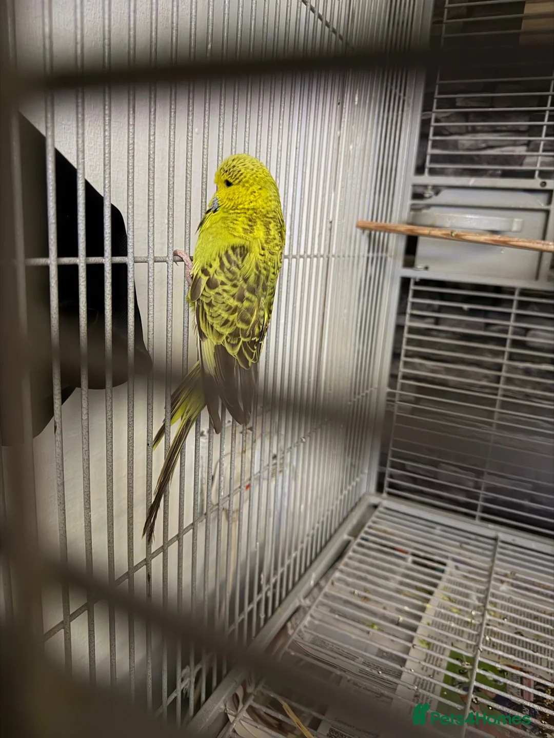 Budgerigars birds for sale: Mixed budgies in Stoke-on-Trent - Advert 2