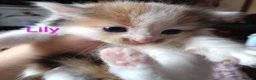 Siberian cats for sale: Adorable Siberian kittens - Advert 15