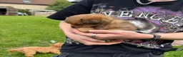 Mixed Breed dogs for sale: Maltipoo x Porkie puppies in Berwick-upon-Tweed - Advert 24