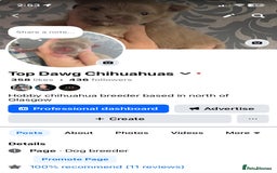 Chihuahua dogs for sale: ❌❌❌ Stunning Long Coat Chihuahua ❌❌❌ - Image 10
