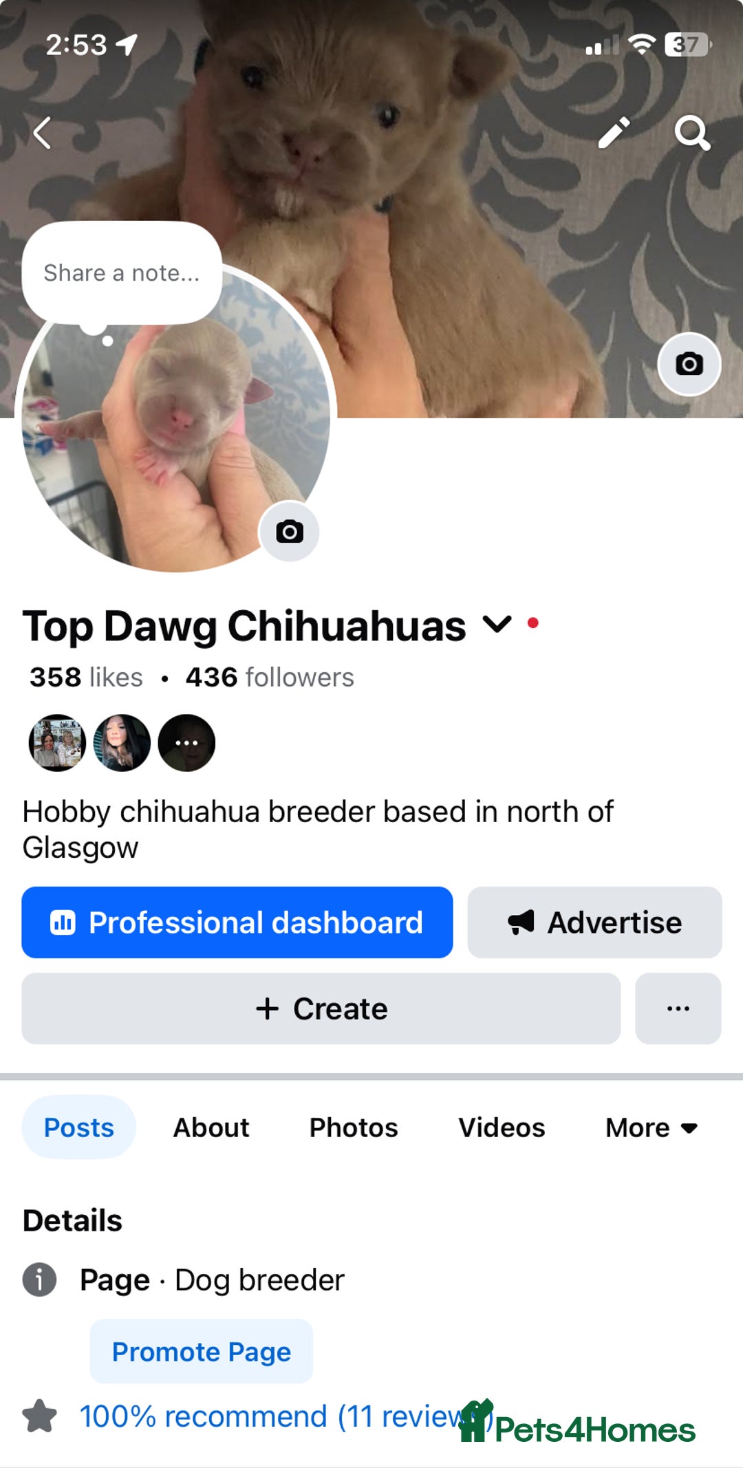 Chihuahua dogs for sale: ❌❌❌ Stunning Long Coat Chihuahua ❌❌❌ - Image 10