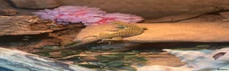 Lizard reptiles for sale: Jewelled Lizard (Male)  in Stirling - Advert 5