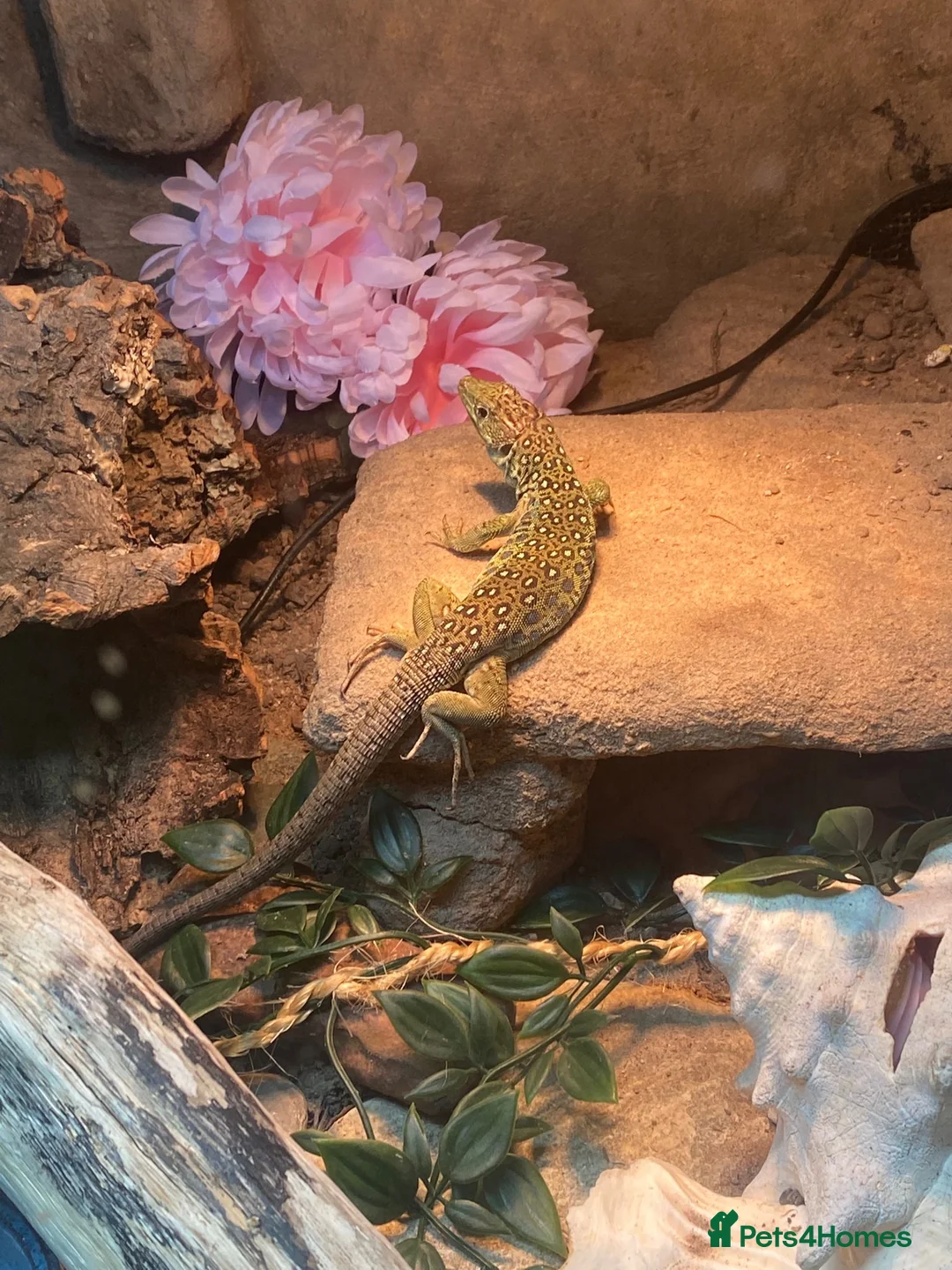 Lizard reptiles for sale: Jewelled Lizard (Male)  in Stirling - Advert 5