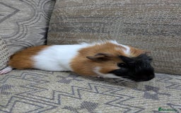 Guinea Pig rodents for sale: Guinea pig babies for sale  - Image 3