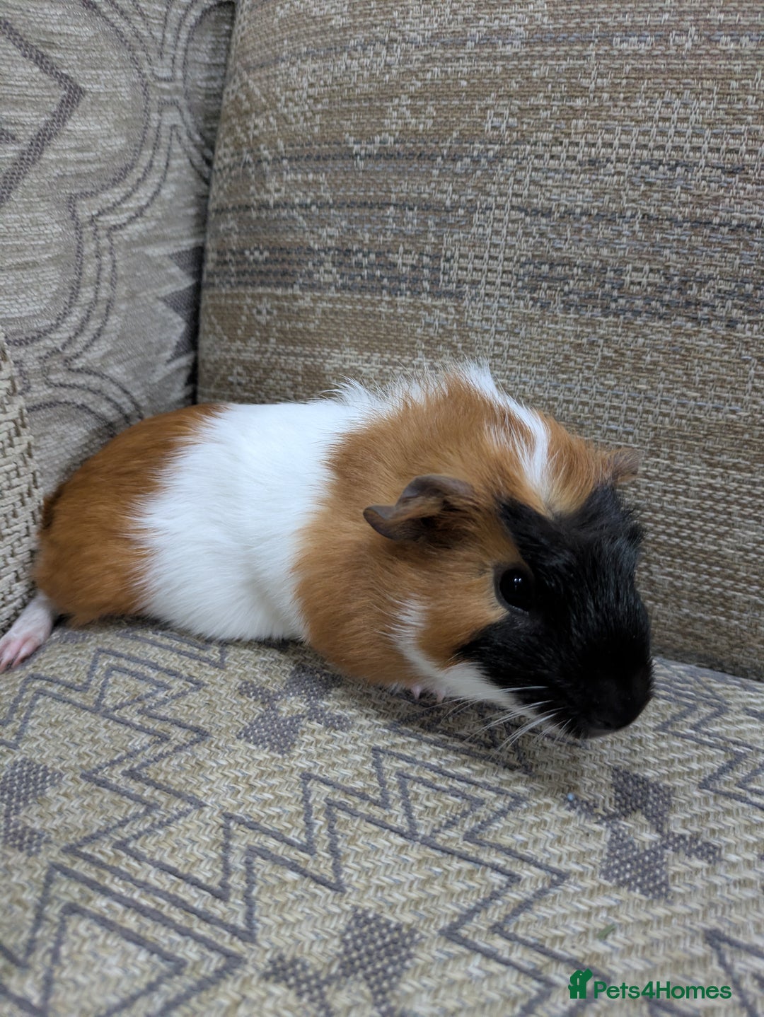 Guinea Pig rodents for sale: Guinea pig babies for sale  - Image 3
