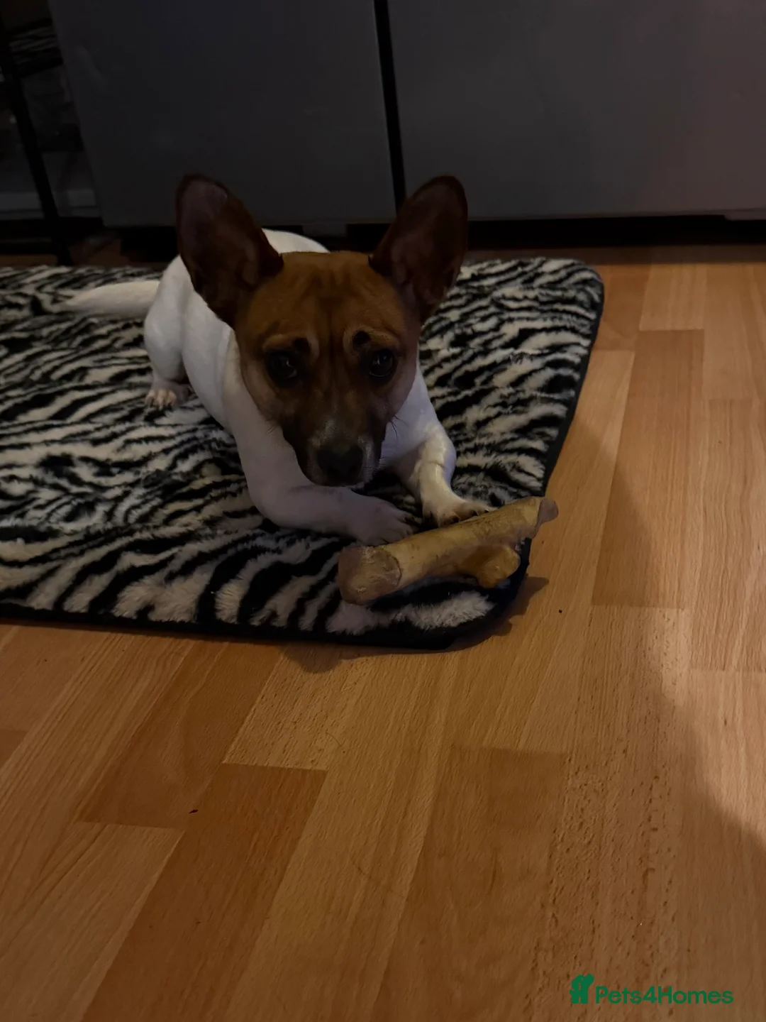 Jug dogs for sale: Beautiful little jug girl aged 20 months - Advert 6