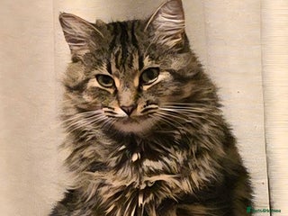 Mixed Breed cats 1 year old cat in bed if a new home - Advert 2