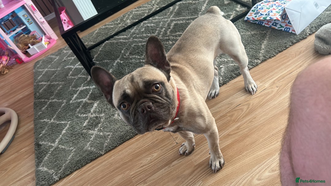 French Bulldog dogs for sale: Snoop  - Image 4