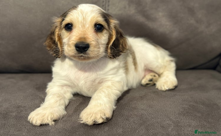Cocker Spaniel dogs - Advert 1