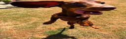 Dachshund dogs for sale: Dachshund Pup in London - Advert 5