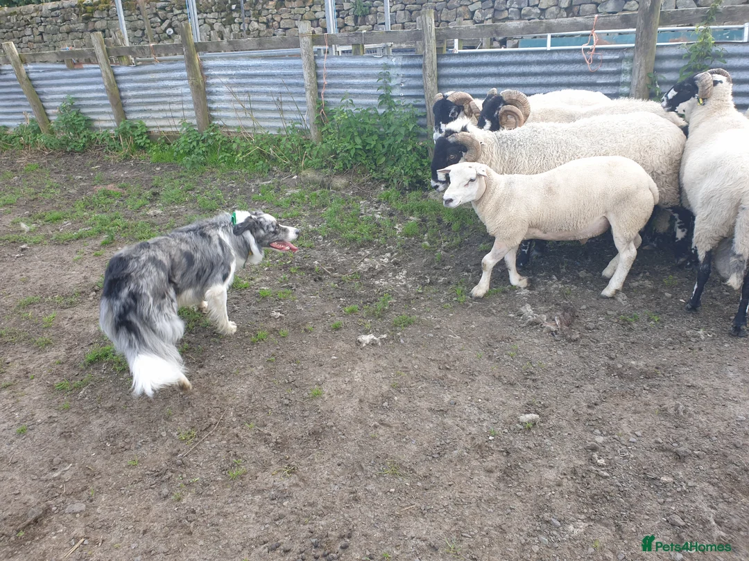 Border Collie dogs for stud: *proven* health tested working merle border collie in Leeds - Advert 25