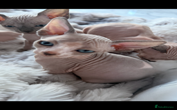 Sphynx cats for sale: canadian sphynx for sale  - Advert 13