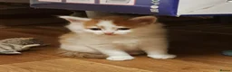 Mixed Breed cats for sale: 3 beautiful kittens  - Advert 6