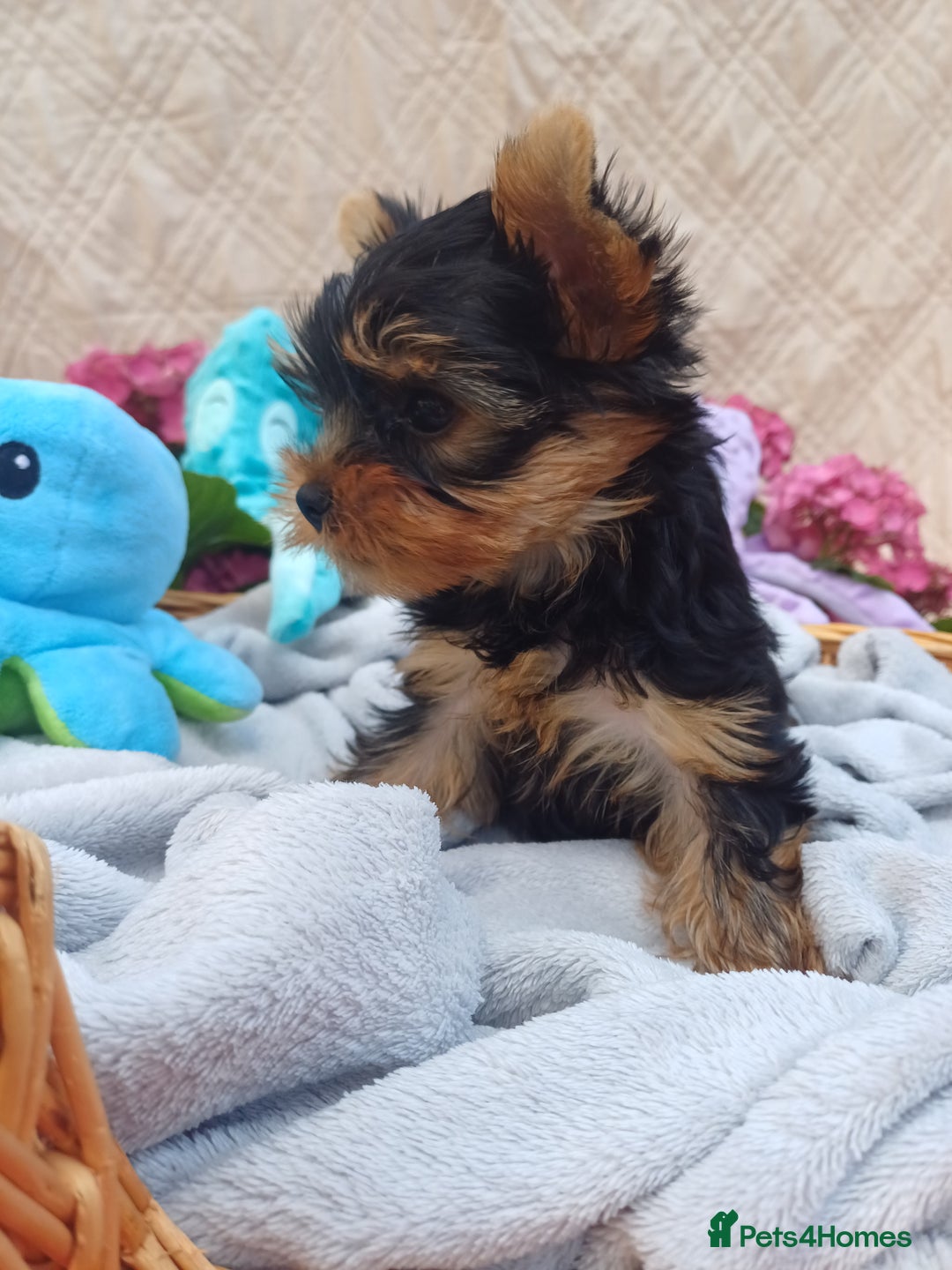 Yorkshire Terrier dogs for sale: Piece of Happiness!!! - Image 7