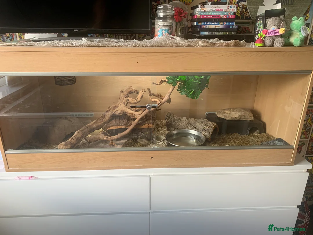 Snake reptiles for sale: Ball python  - Advert 2
