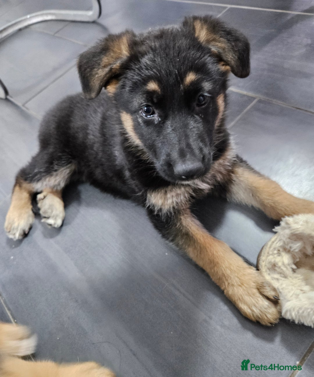German Shepherd dogs for sale: German Shepherd Puppy 1 - Mrs Deborah reed - Image 9