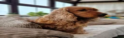 Cocker Spaniel dogs for stud: RKC DNA Clear Golden Show Cocker Spaniel Stud - Advert 3