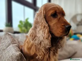 Cocker Spaniel dogs RKC DNA Clear Golden Show Cocker Spaniel Stud - Advert 1