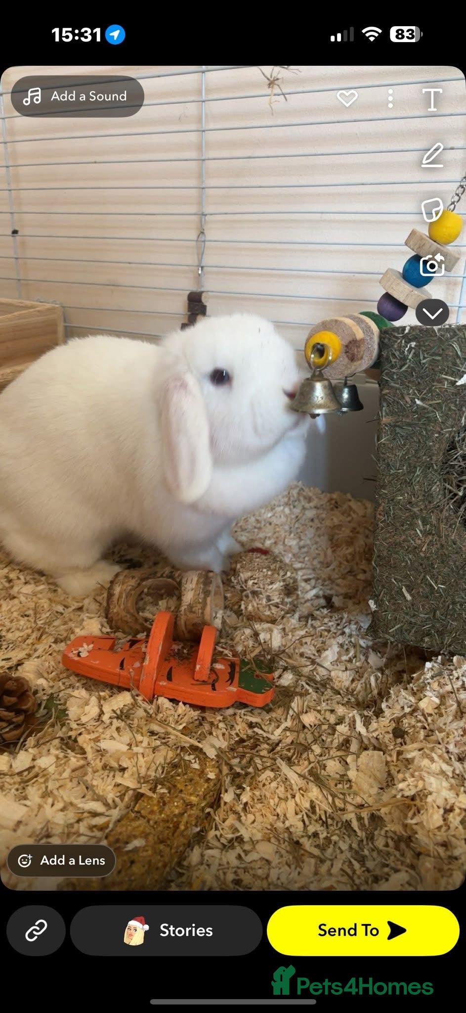 Mini Lop rabbits Two mini lops male and female  - Advert 6
