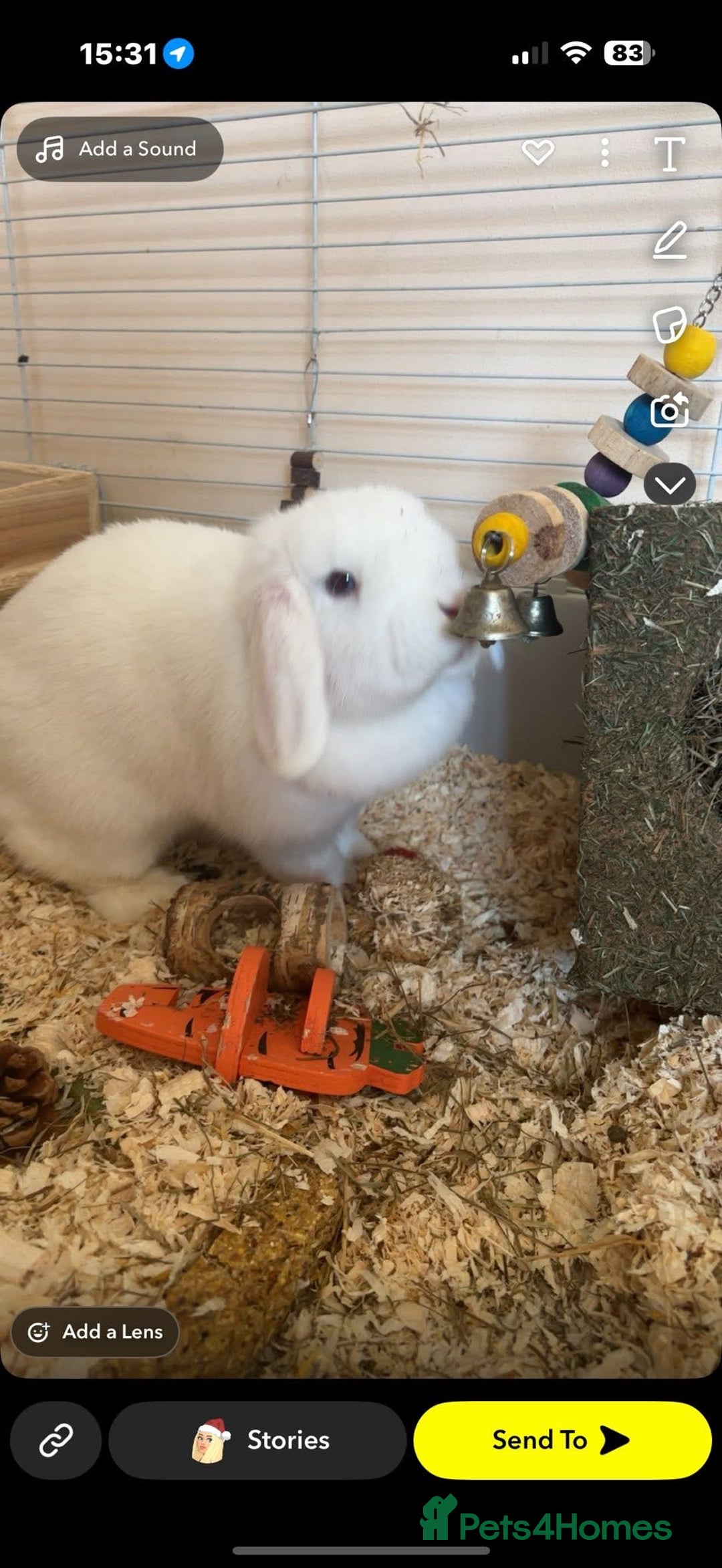 Mini Lop rabbits for sale: Two mini lops male and female  - Advert 1