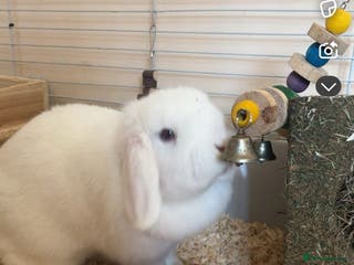 Mini Lop rabbits Two mini lops male and female - Advert 4