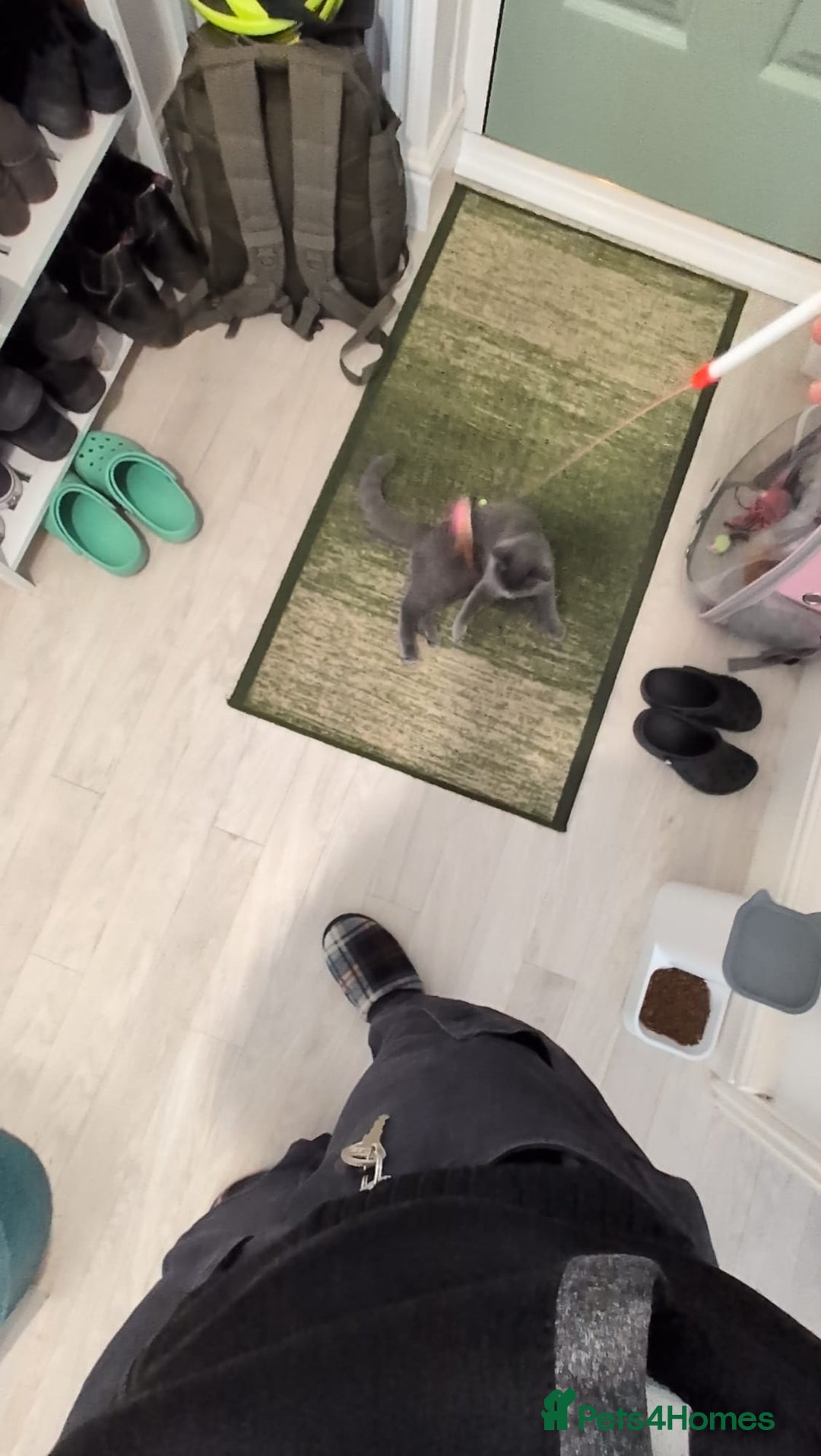 Domestic Shorthair cats for sale: 3 boys, 1 girl kittens  - Image 7