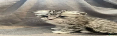 Scottish fold (short hair) male