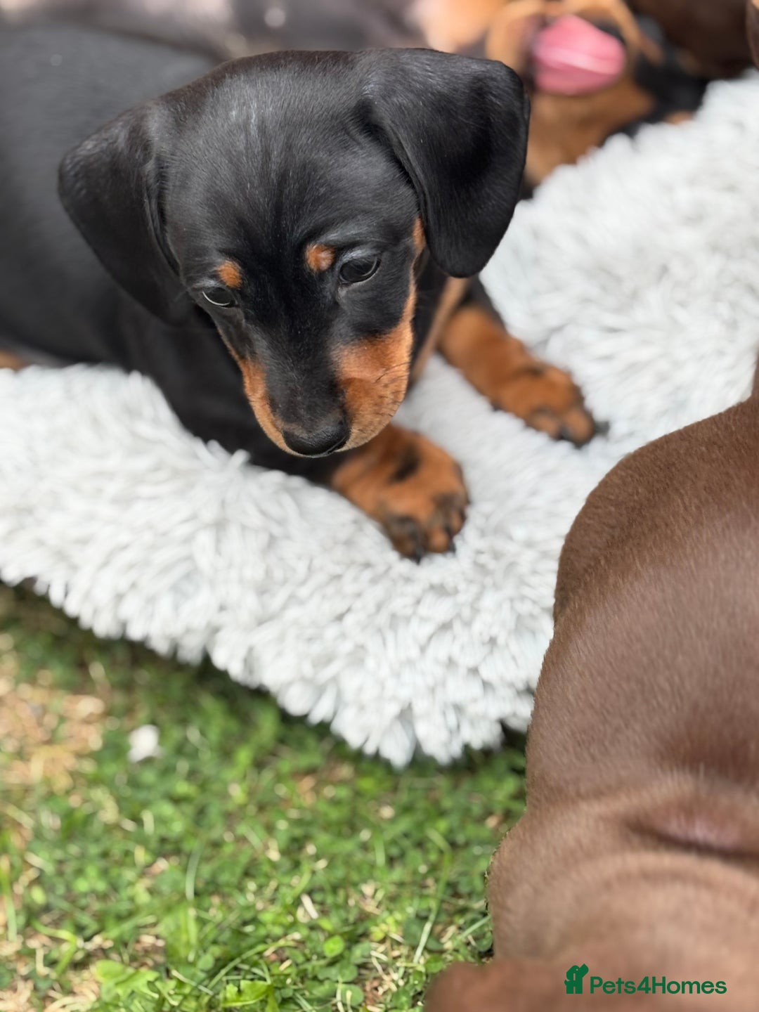 Miniature Dachshund dogs for sale: Miniature dachshund puppies  - Image 17