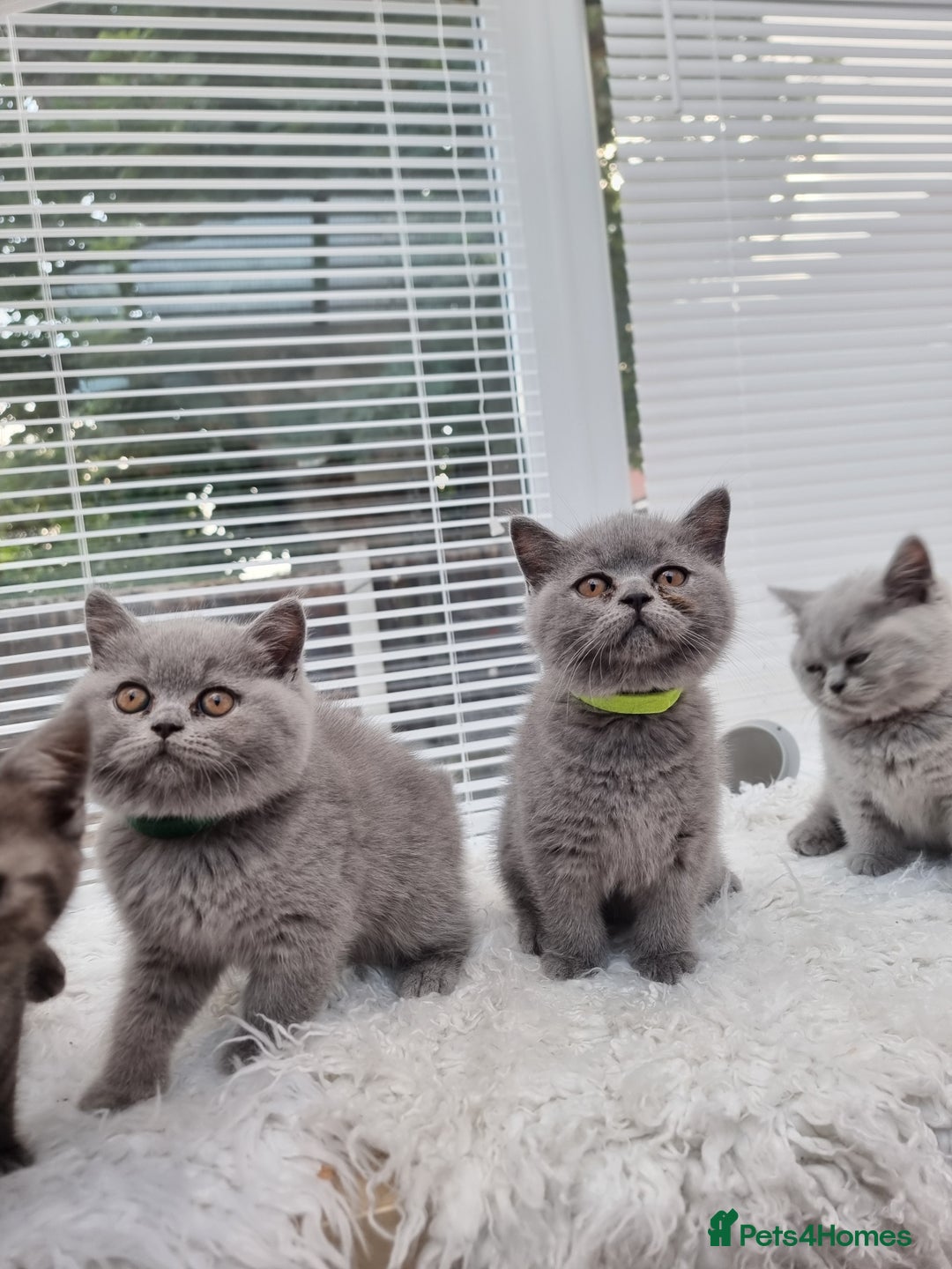 British Shorthair cats for sale: TOP💗 Quality British Shorthair 😻Kittens💋 - Image 26