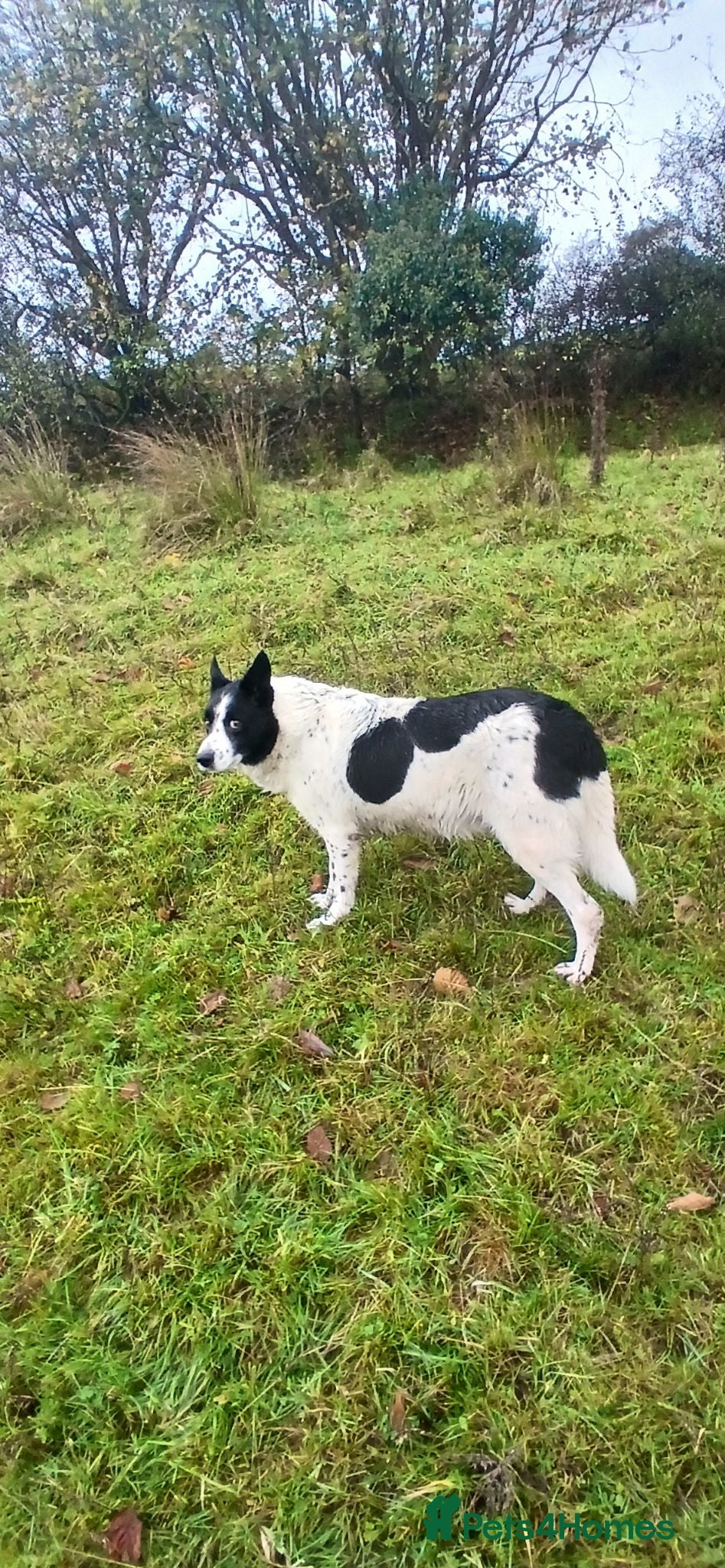 Border Collie dogs Stud Only  - Advert 9