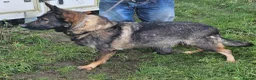 German Shepherd dogs for sale: Working lime German Scheperd puppies - Advert 5