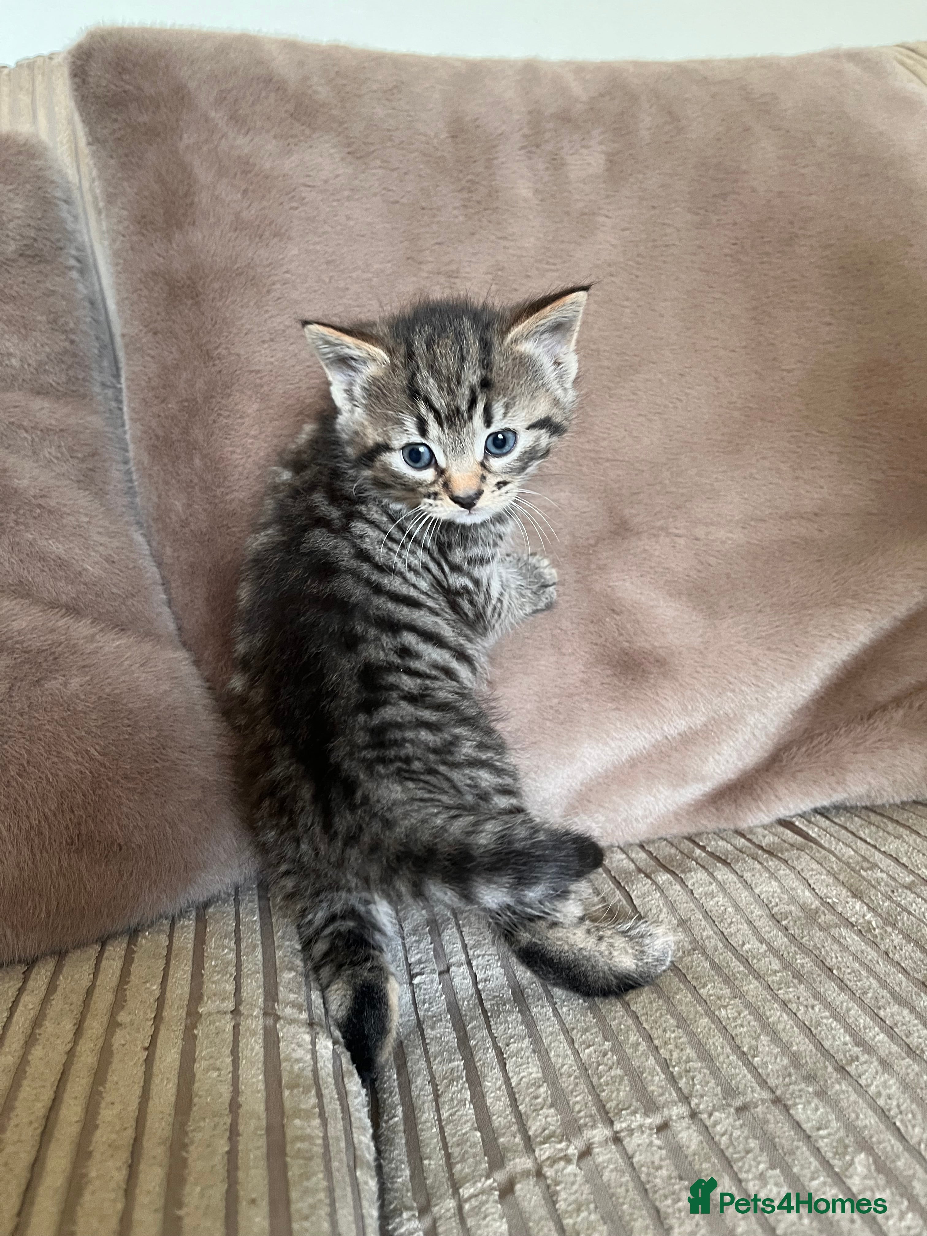 Mixed Breed cats Grey and black striped kittens For Sale - Advert 1