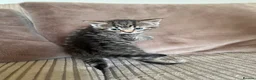 Mixed Breed cats for sale: Grey and black striped kittens For Sale - Advert 1