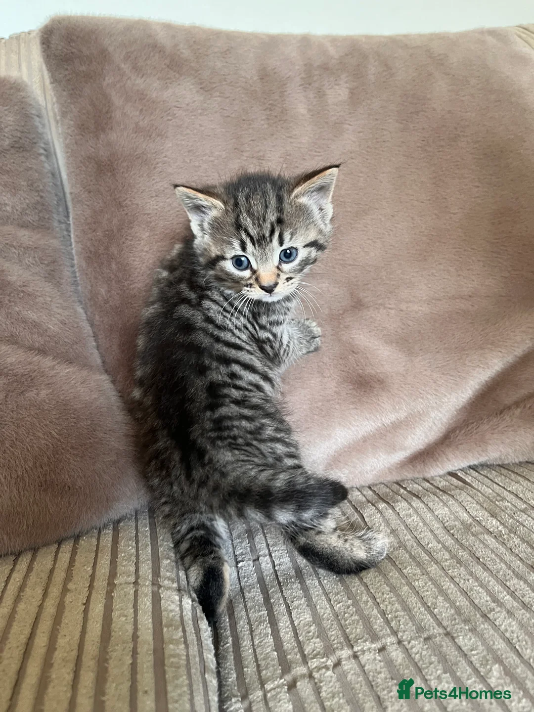 Mixed Breed cats for sale: Grey and black striped kittens For Sale - Advert 1