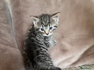 Mixed Breed cats Grey and black striped kittens For Sale - Advert 1