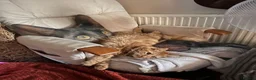 Mixed Breed cats for sale: Ginger house cat  - Advert 3