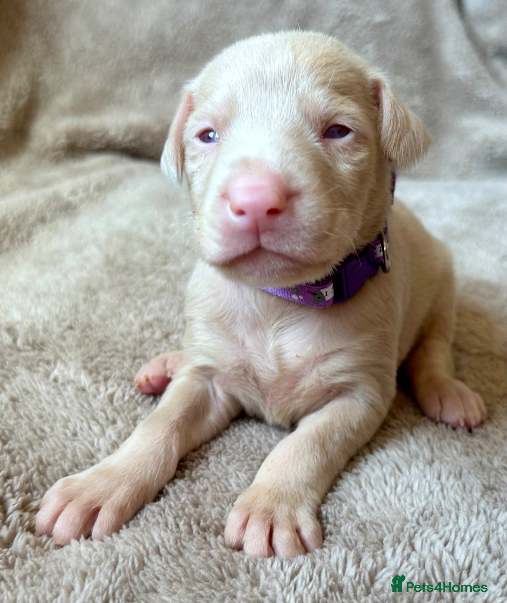 Dobermann dogs KC registered health tested Dobermann puppies  - Advert 2