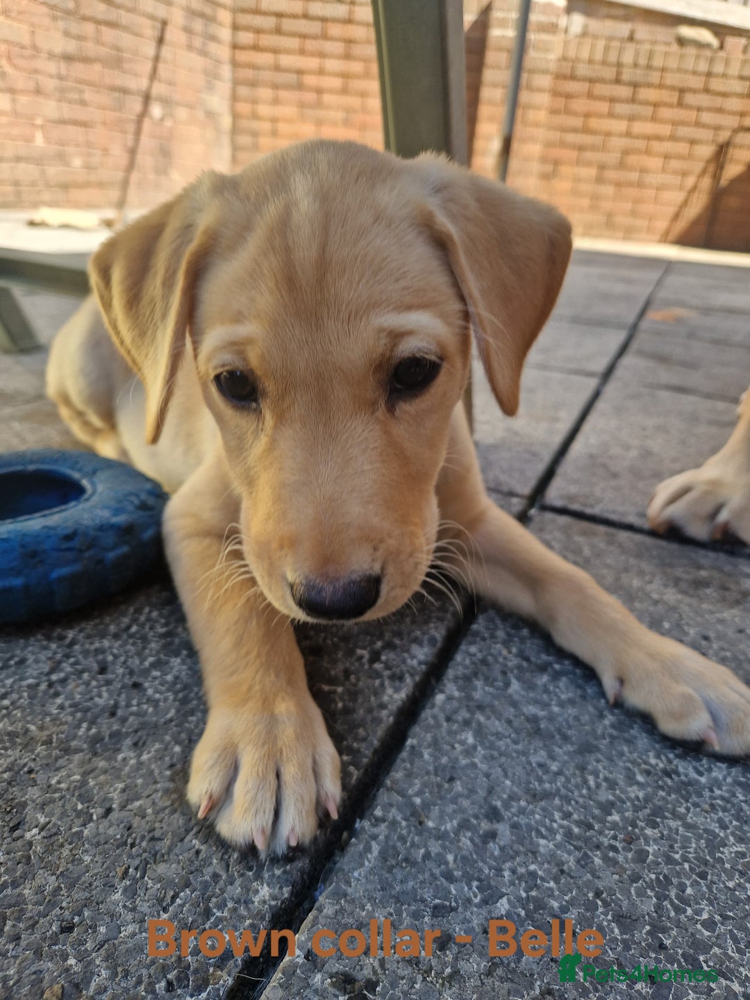 Labrador Retriever dogs for sale: Beautiful labrador puppies available now - Image 6
