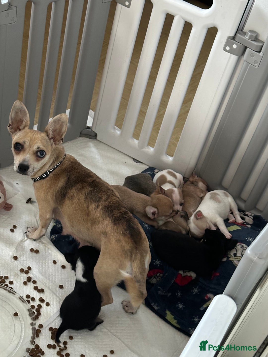 Mixed Breed dogs for sale: Jack chi puppies - Image 16