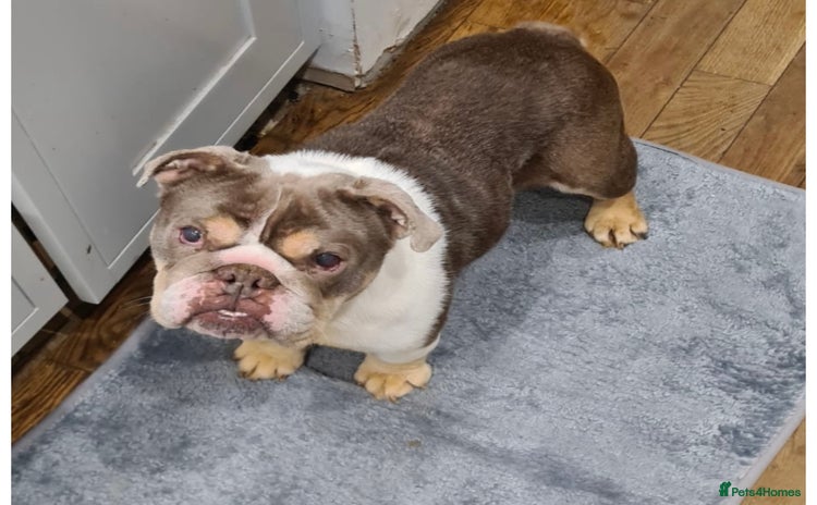 English Bulldog dogs - Advert 1