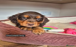 Cocker Spaniel dogs for sale: Kc registered beautiful cockers - Image 13