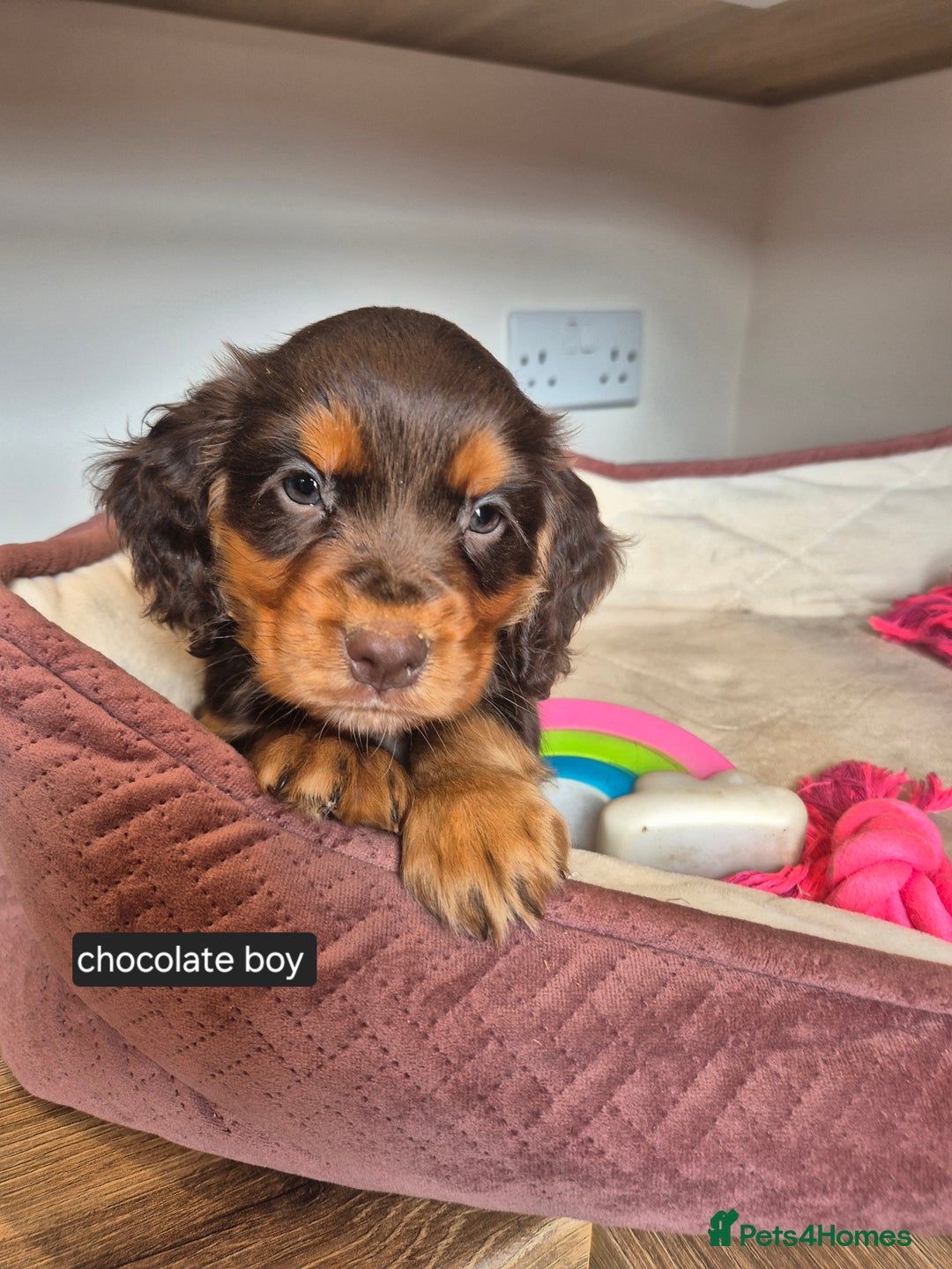 Cocker Spaniel dogs for sale: Kc registered beautiful cockers - Image 13