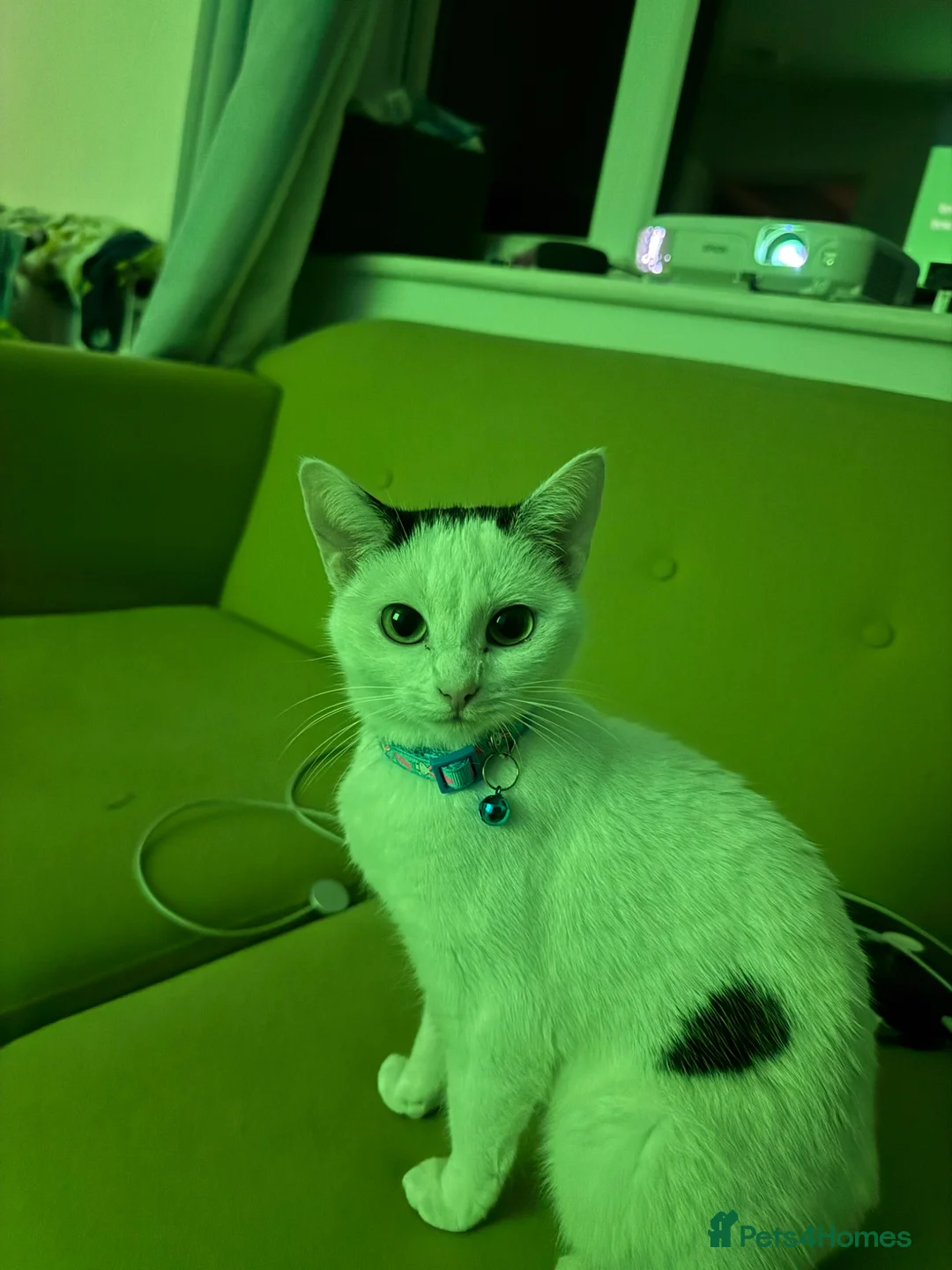 British Shorthair cats for sale: Young domestic short hair cat - Advert 1