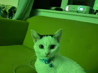 British Shorthair cats Young domestic short hair cat - Advert 5