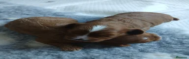 Cavapoo 1