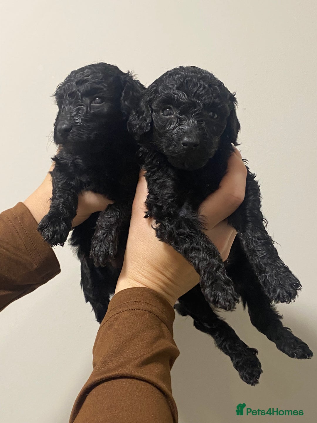 Toy Poodle dogs for sale: 5 toy poodles unique markings  - Image 9