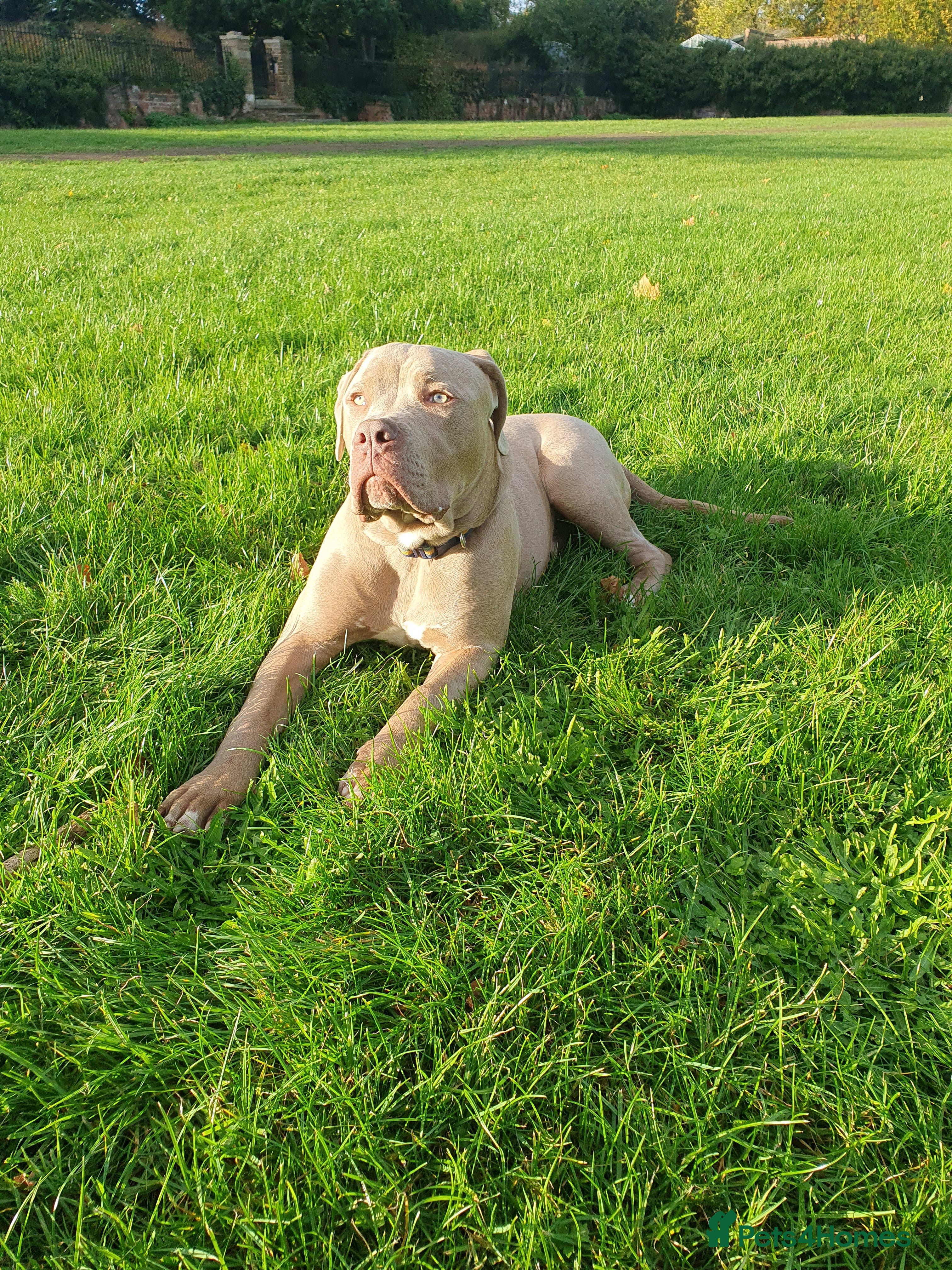 Mixed Breed dogs Cane Corso Puppy for Sale  - Advert 3
