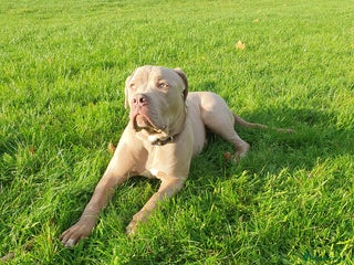 Mixed Breed dogs Cane Corso Puppy for Sale - Advert 1